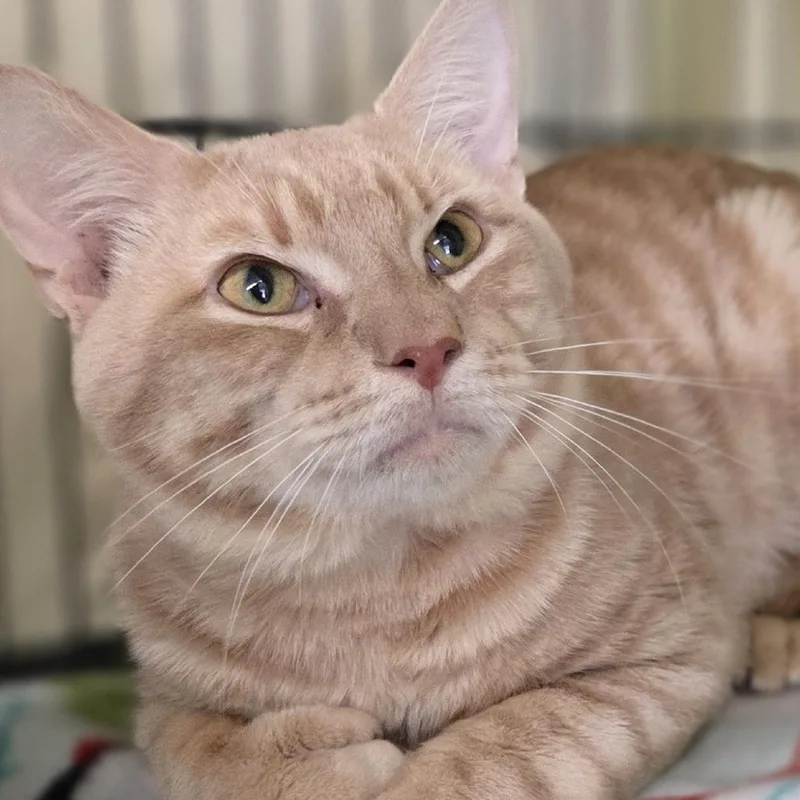 An adult large-sized male Buff / Tan / Fawn Domestic Short Hair cat named Tyson for adoption in Pittsford, VT
