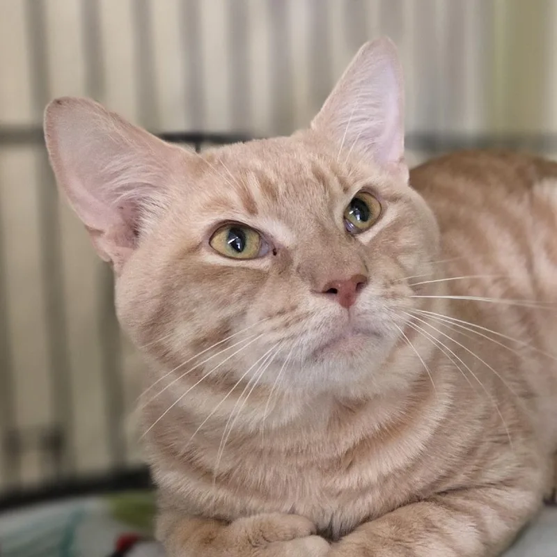 Tyson thumbnail 2