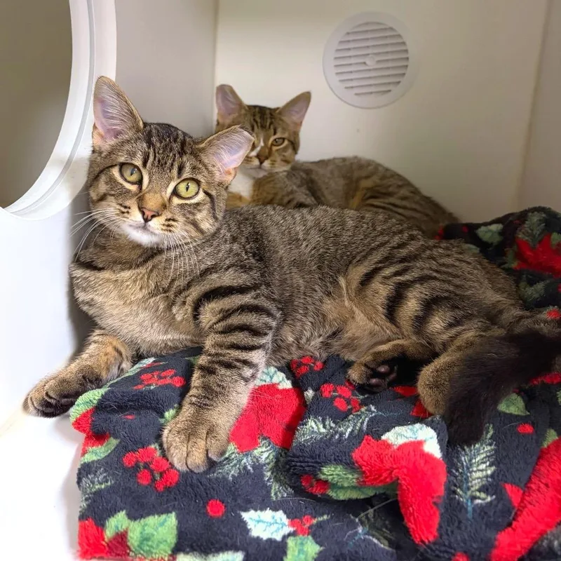 A baby small-sized male Domestic Short Hair cat named Logos for adoption in Woodinville, WA