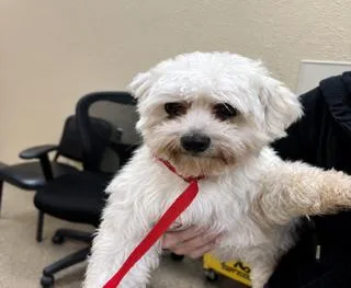 A young small-sized male White / Cream Maltese dog named Murray for adoption in Tifton, GA