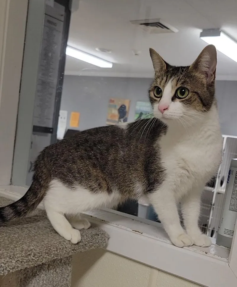 A baby medium-sized female Domestic Short Hair cat named Mimosa for adoption in Sandusky, OH