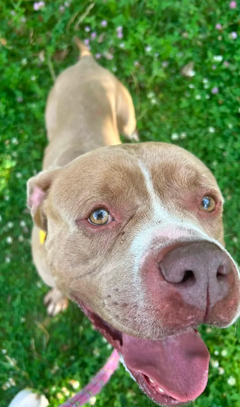 An adult large-sized male Yellow / Tan / Blond / Fawn Pit Bull Terrier dog named Lennox for adoption in Cleveland, OH