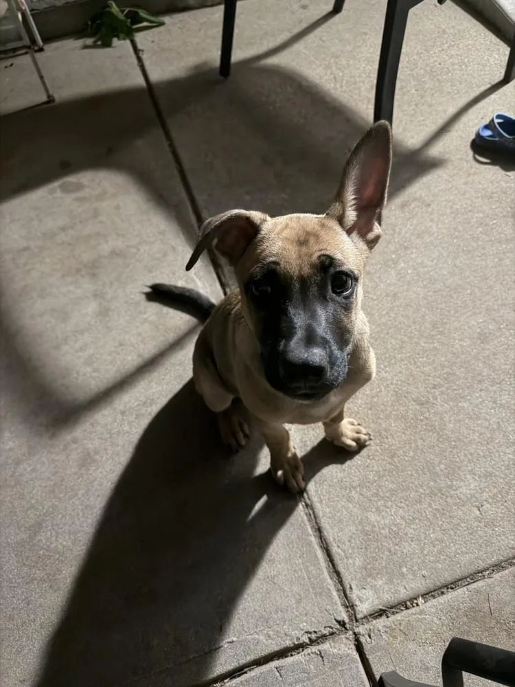 A baby medium-sized male Mixed Breed dog named D.j for adoption in ventura, CA