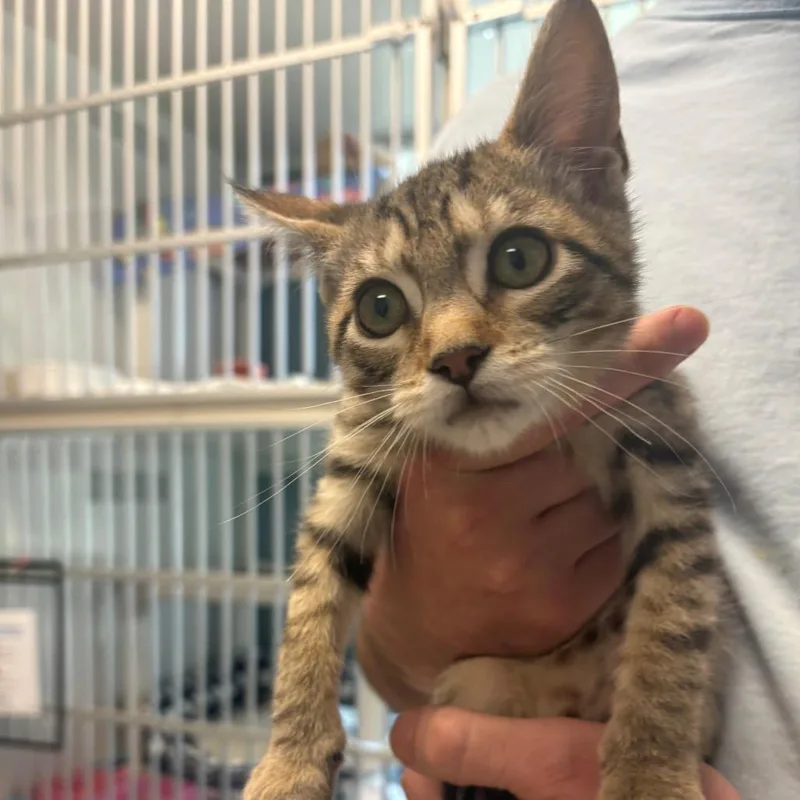 A baby small-sized female Brown / Chocolate Domestic Short Hair cat named Carnation for adoption in East Hanover, NJ