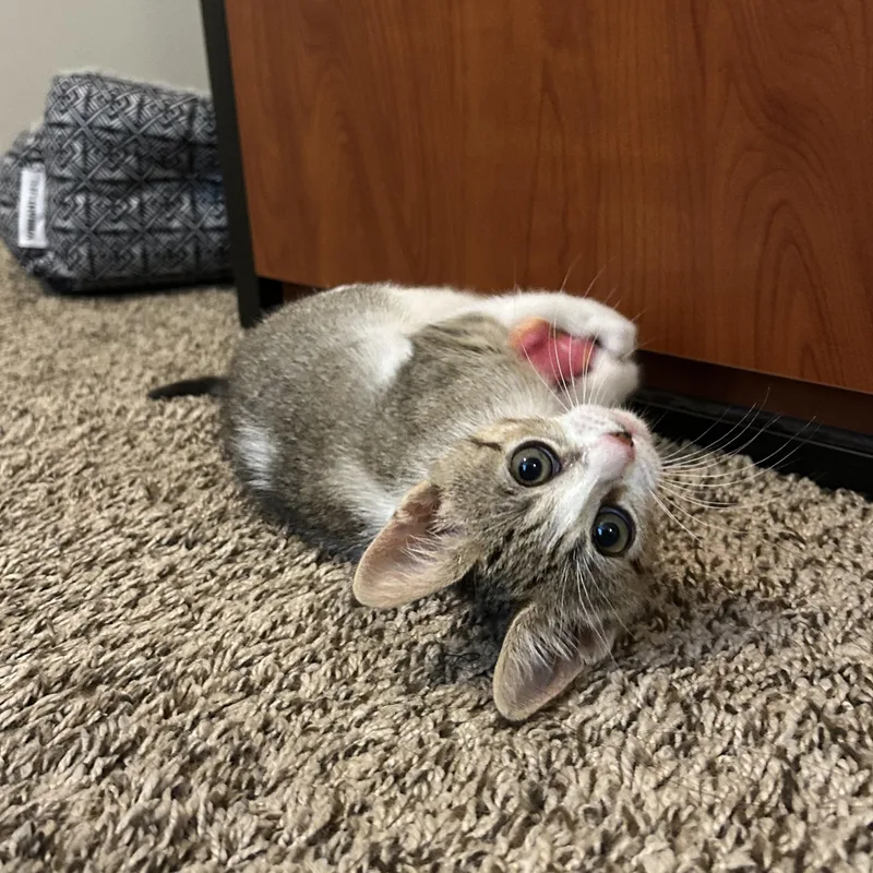 A baby small-sized female White Domestic Short Hair cat named Cricket for adoption in Bryan, TX