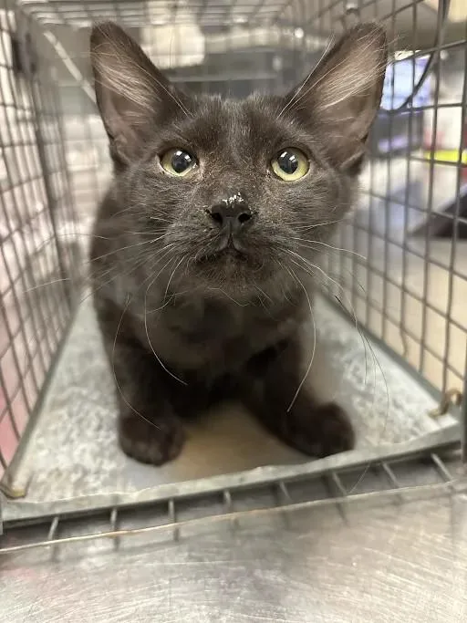 A baby small-sized female Domestic Medium Hair cat named Catwoman for adoption in Las Vegas, NV