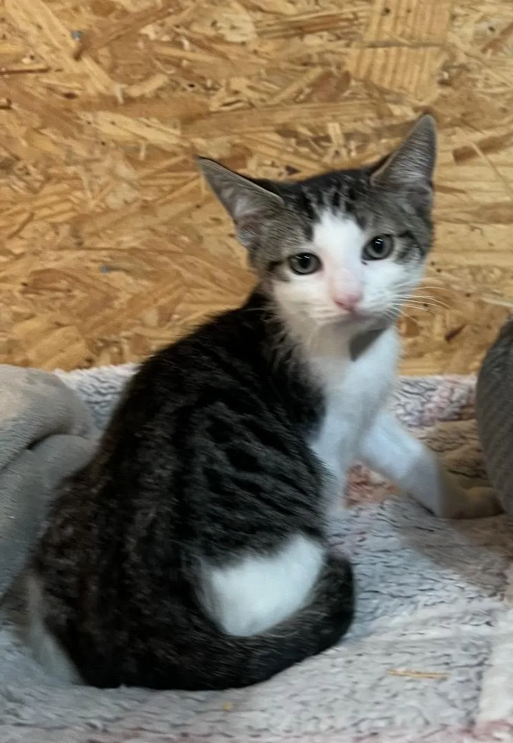 A baby small-sized male Domestic Short Hair cat named Captain Crunch for adoption in Sneads Ferry, NC