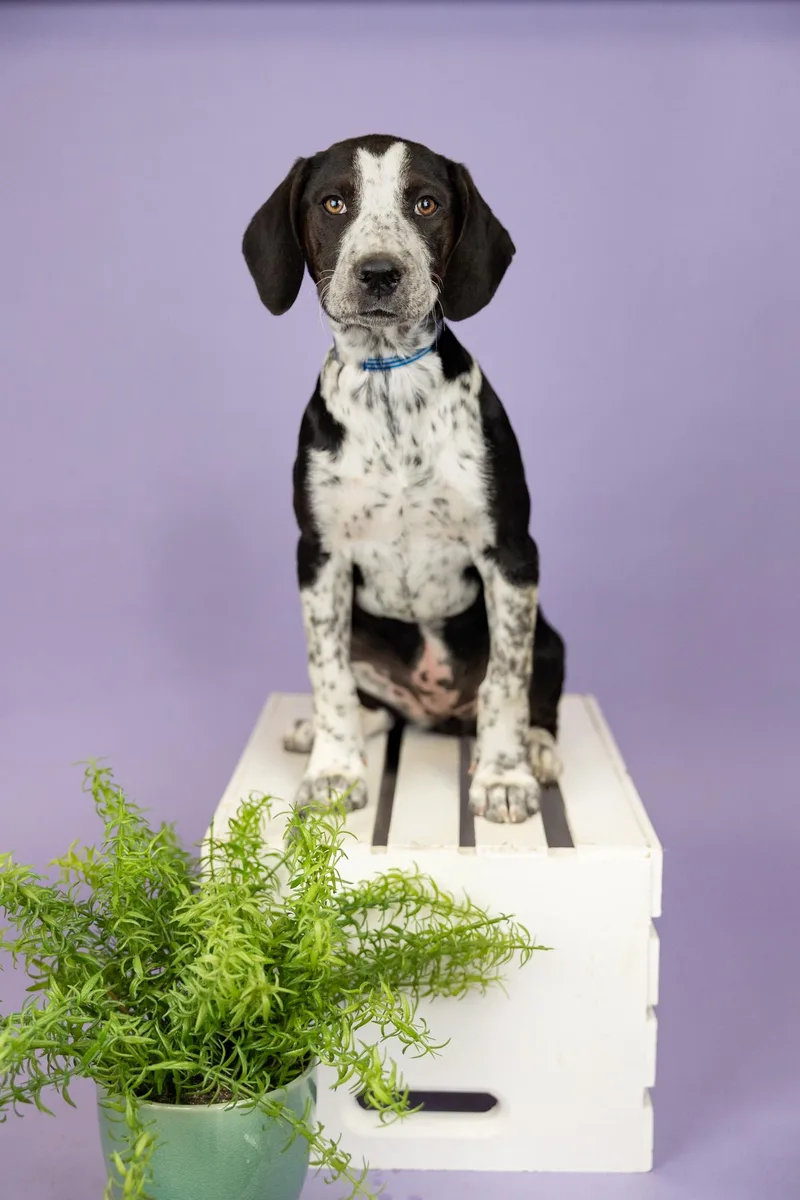 A young medium-sized female Hound dog named 394-26 for adoption in Brighton, CO