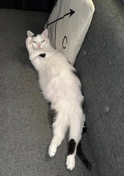 An adult medium-sized female White Domestic Short Hair cat named Astrid for adoption in Delhi, NY