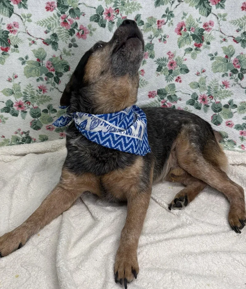 A senior medium-sized male Australian Cattle Dog / Blue Heeler dog named Keg for adoption in Wetumpka, AL