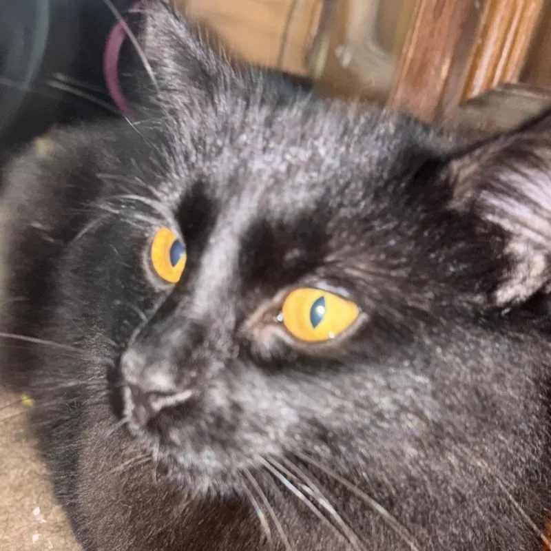 A young small-sized female Domestic Medium Hair cat named Baby Home to for adoption in South Elgin, IL