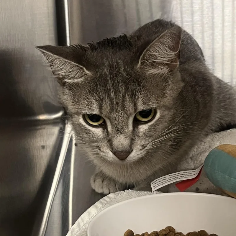 An adult medium-sized female Gray / Blue / Silver Domestic Short Hair cat named Taz for adoption in Hinsdale, IL
