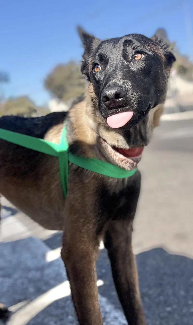 A young medium-sized female Bicolor Belgian Shepherd / Malinois dog named Claire for adoption in Palmdale, CA