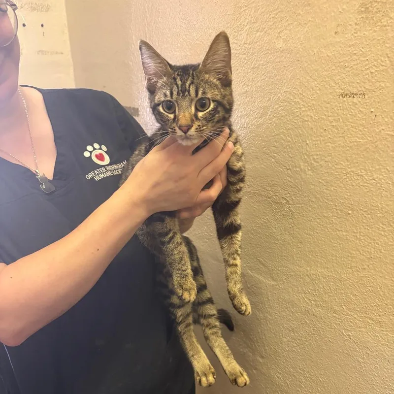 A baby small-sized male Brown / Chocolate Domestic Short Hair cat named Frank for adoption in Birmingham, AL
