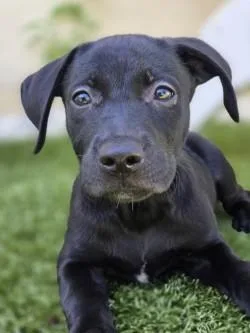 A baby small-sized female Mixed Breed dog named Skittles for adoption in Savannah, GA