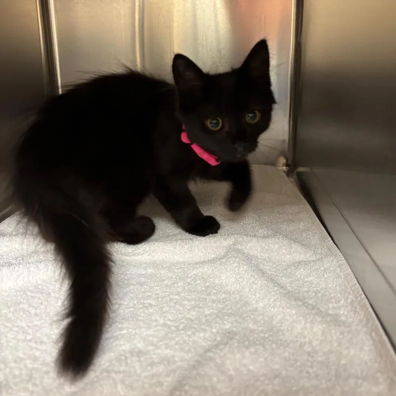 A baby small-sized female Black Domestic Medium Hair cat named Midnight for adoption in Springfield, MA