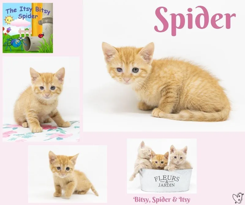 A baby medium-sized female Tabby (Orange / Red) Tabby cat named Spider for adoption in Trophy Club, TX