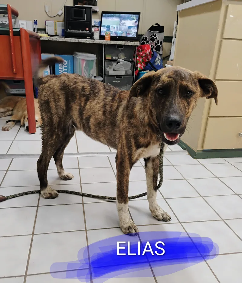 A baby large-sized male Brindle Plott Hound dog named Elias for adoption in Saint Jo, TX