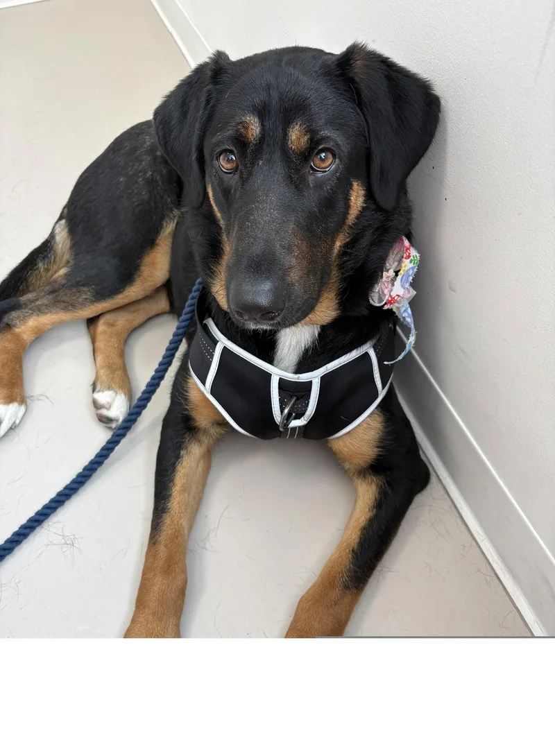 A young large-sized female German Shepherd Dog dog named Scarlet for adoption in Roseville, CA