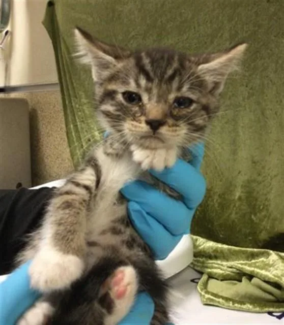 A baby small-sized male Domestic Short Hair cat named Will for adoption in Riverside, CA