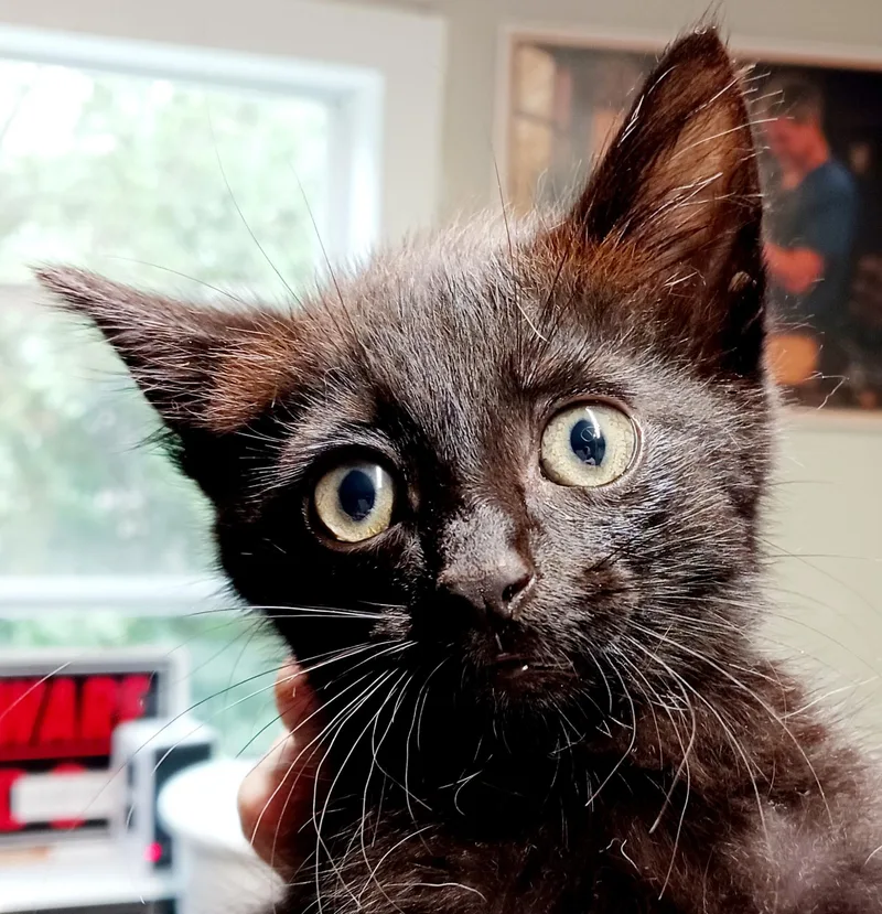 A baby medium-sized male Black Domestic Short Hair cat named Jermaine for adoption in Bulverde, TX