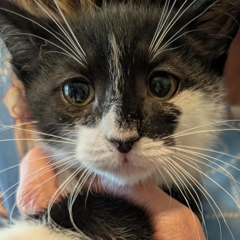 A baby small-sized male Black Domestic Short Hair cat named Carrot for adoption in Calverton, NY
