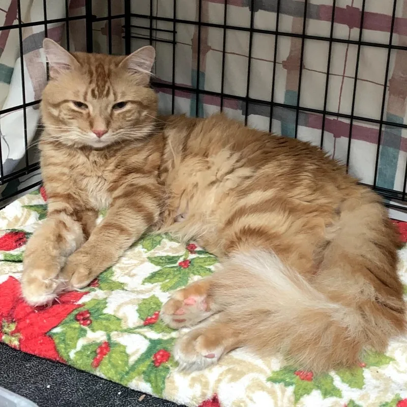 A young medium-sized male Orange / Red Domestic Medium Hair cat named Whisky for adoption in Monroe, MI