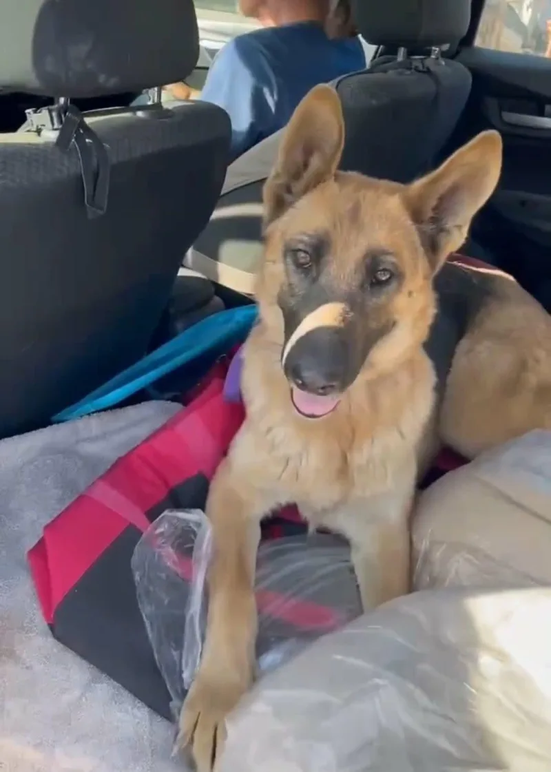 An adult large-sized female German Shepherd Dog dog named Gracie for adoption in Anza, CA