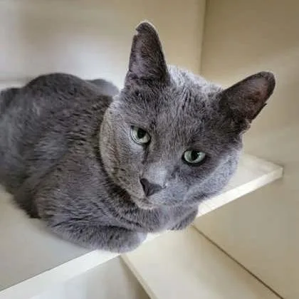 A senior extra large-sized male Gray / Blue / Silver Domestic Short Hair cat named Smokey Joe for adoption in DeKalb, IL