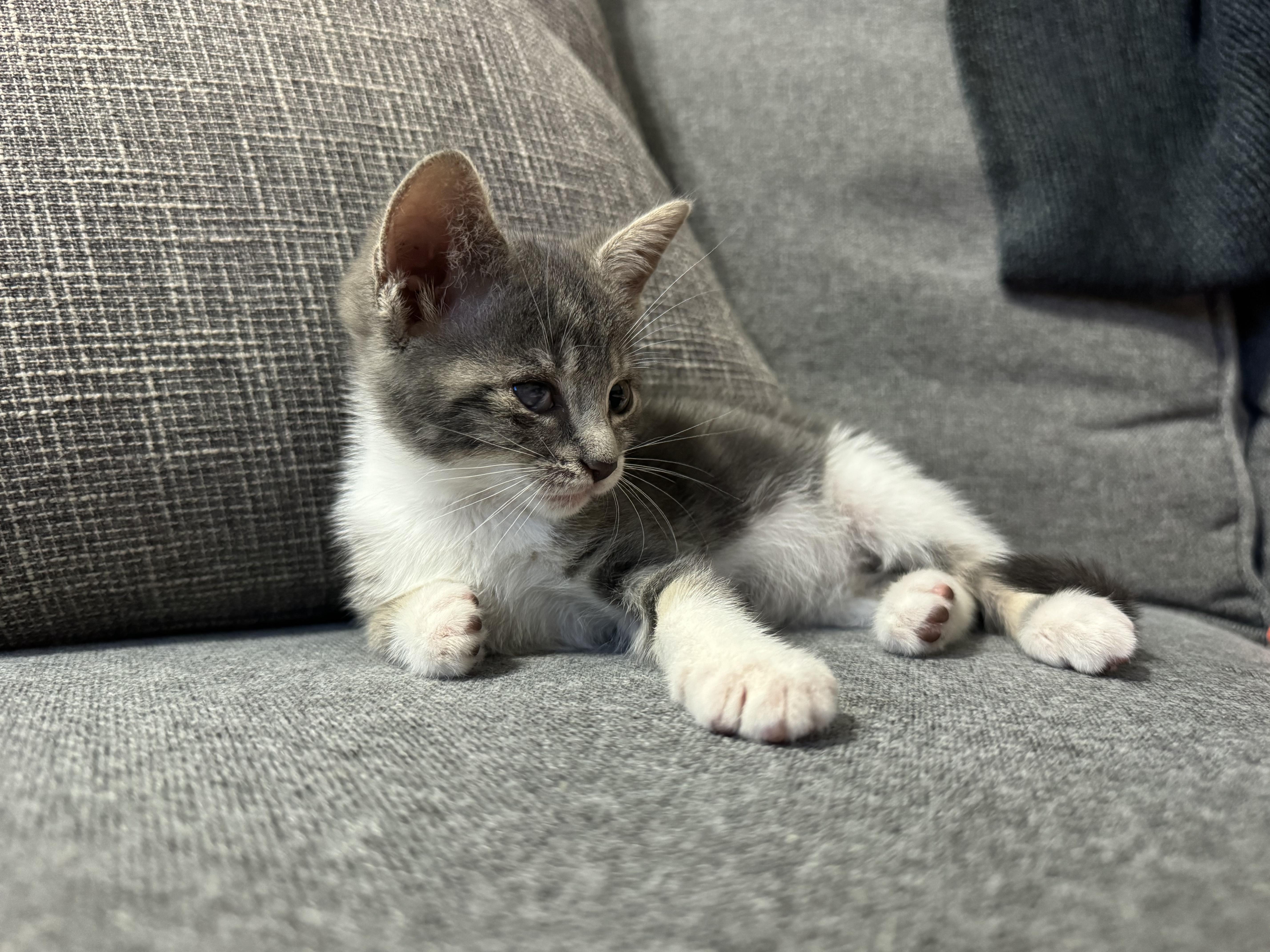 A baby medium-sized male Domestic Short Hair cat named Sunny for adoption in Margate, FL