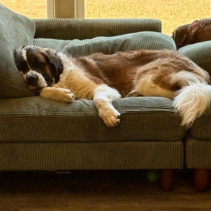 An adult small-sized female White / Cream Saint Bernard dog named Ellie for adoption in Lynchburg, VA