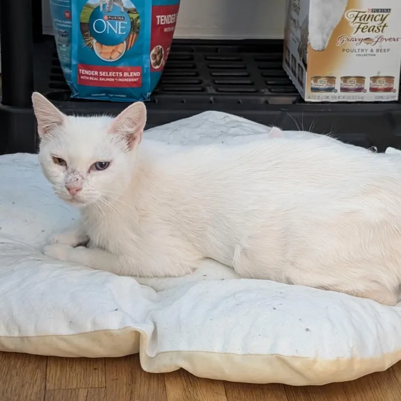 A baby medium-sized female White Domestic Short Hair cat named Dolly for adoption in Long Beach, CA