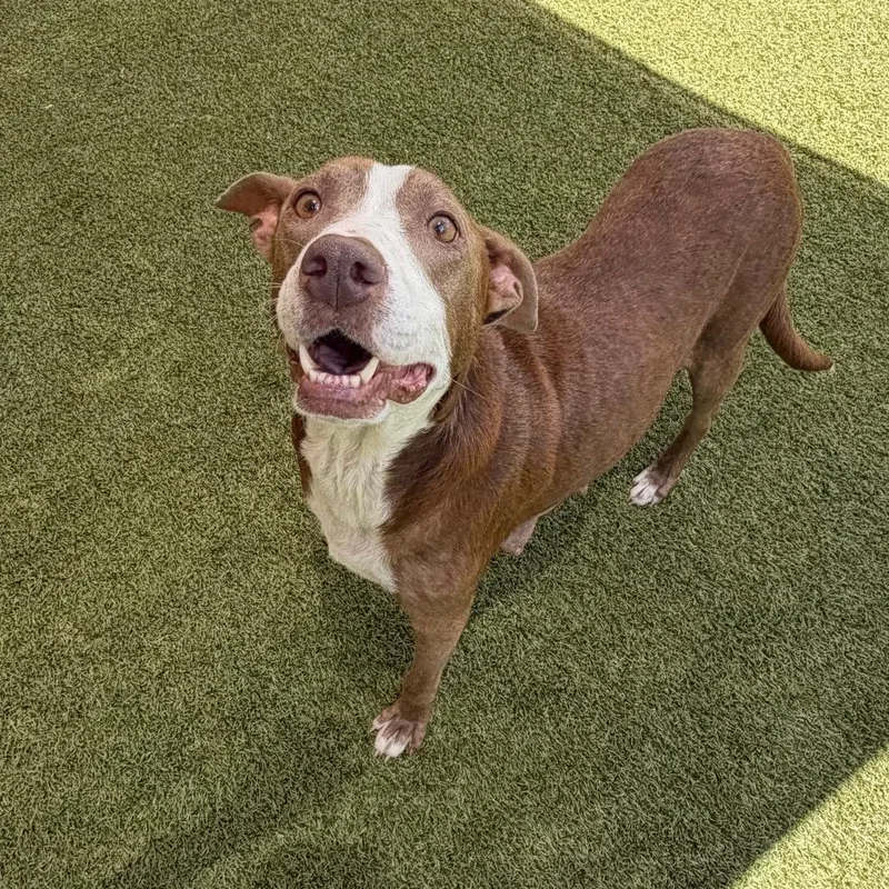 An adult medium-sized female Brown / Chocolate Mixed Breed dog named Rayne for adoption in Titusville, FL