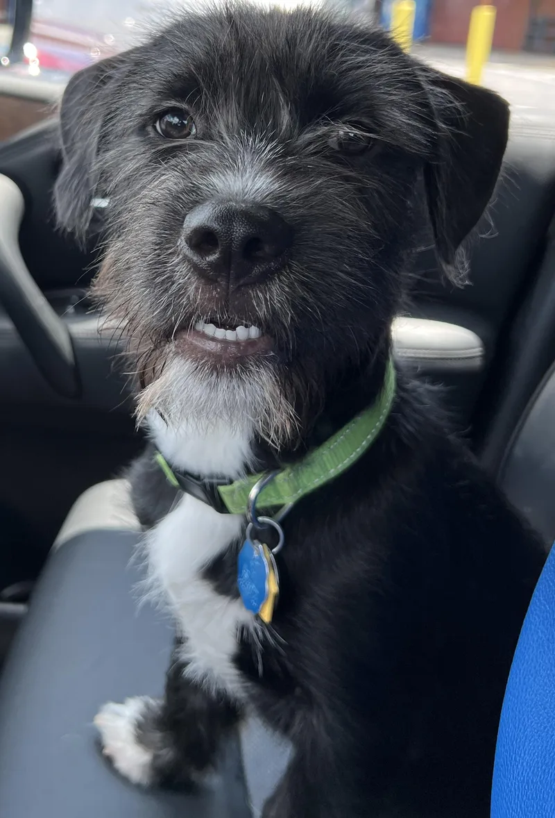 A young medium-sized male Black Wirehaired Terrier dog named Walter for adoption in Lawrenceville, GA