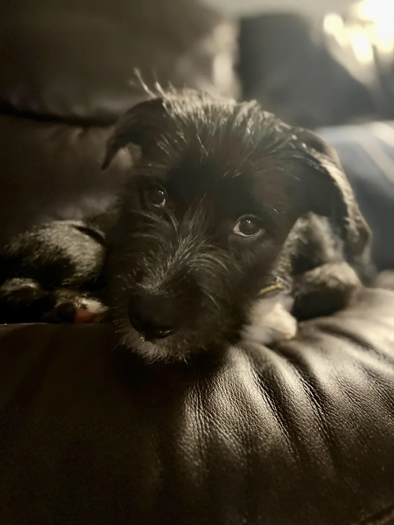 Walter thumbnail 4
