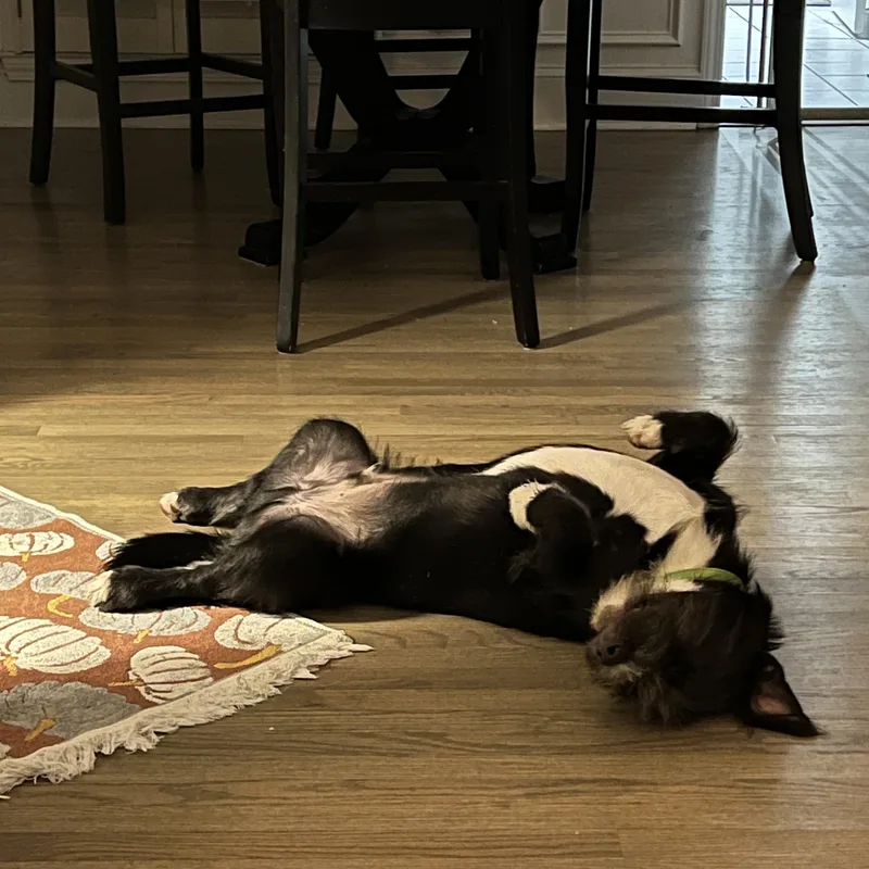 Walter thumbnail 6