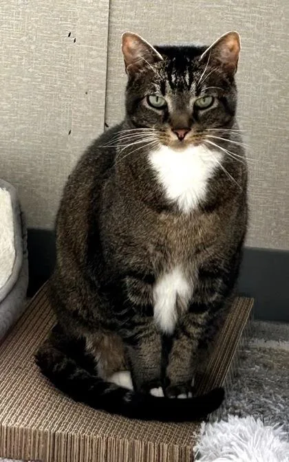 A senior large-sized male Tabby (Brown / Chocolate) Domestic Short Hair cat named Timber FKA Dino for adoption in Salem, NH