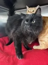 Lucifer  Bonded To