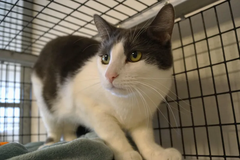 An adult medium-sized male Gray & White Domestic Short Hair cat named Dragonair for adoption in New Milford, CT