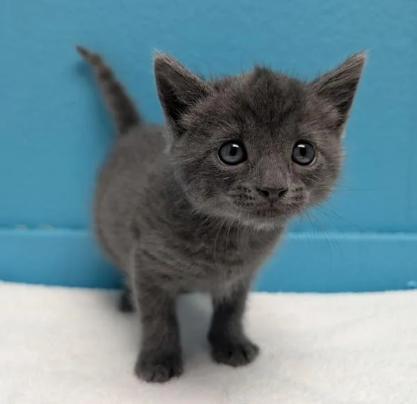 A baby small-sized female Domestic Short Hair cat named Modra for adoption in Escondido, CA