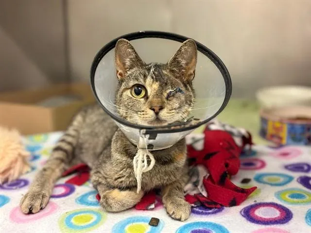 A baby medium-sized female Domestic Short Hair cat named Turanga Leela for adoption in Fort Wayne, IN