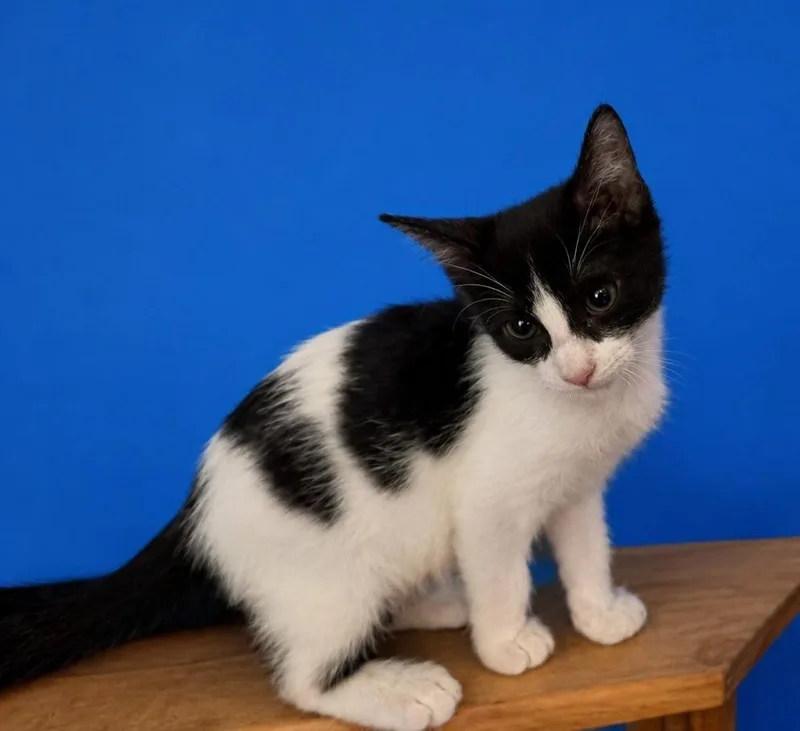 A baby small-sized female Domestic Short Hair cat named Sharmin for adoption in Richland Hills, TX