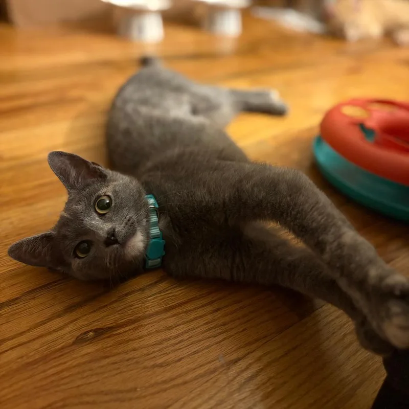 A young small-sized female Tortoiseshell Domestic Short Hair cat named Dove for adoption in Staten Island, NY