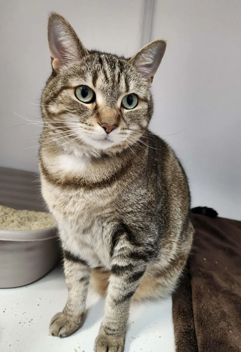 An adult large-sized female Tabby (Tiger Striped) Domestic Short Hair cat named Kiara for adoption in Breinigsville, PA