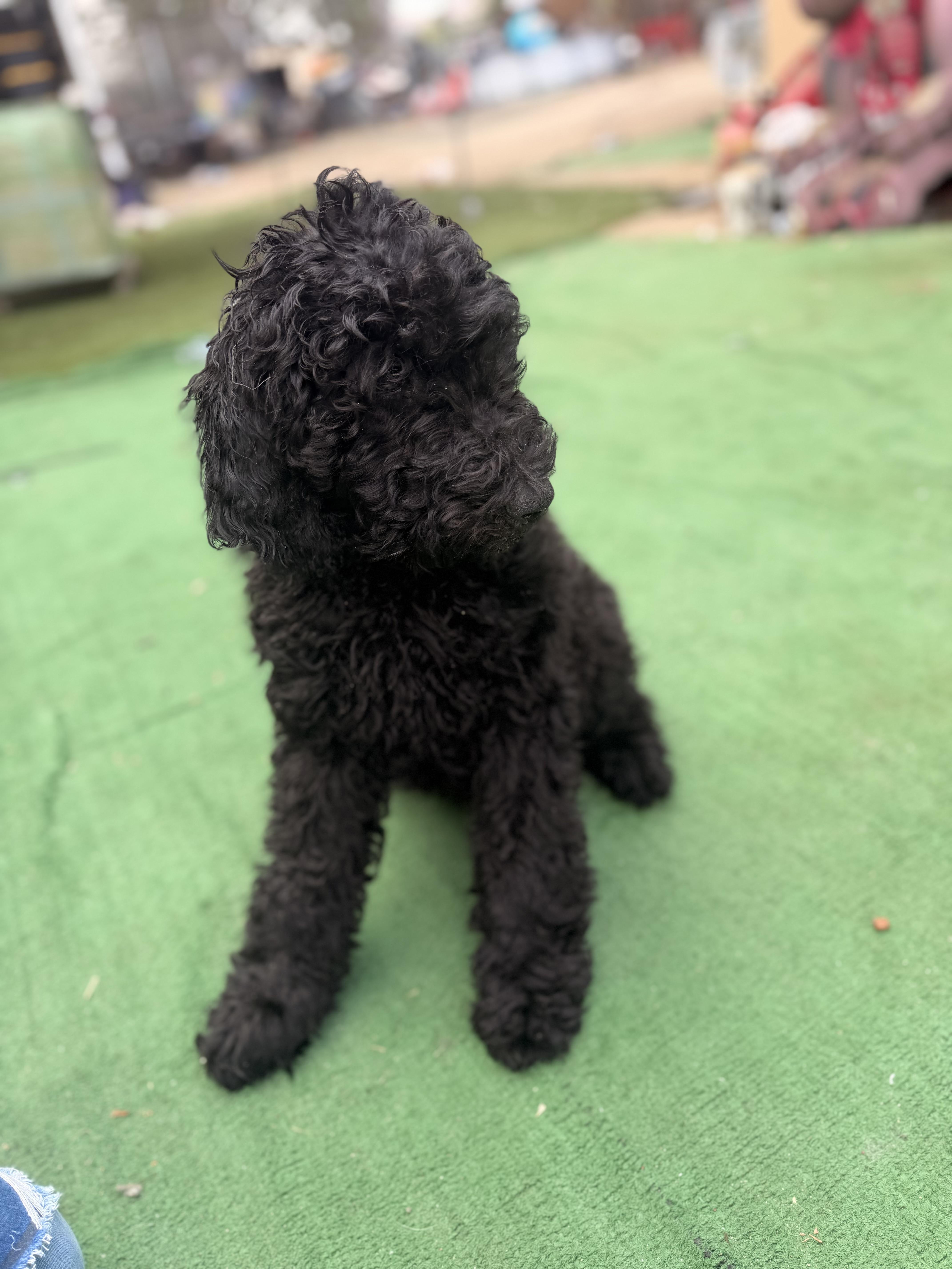 Prince