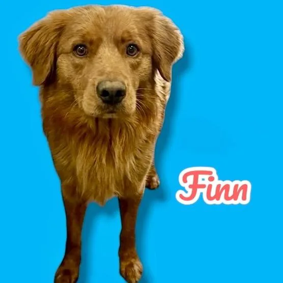 Finn