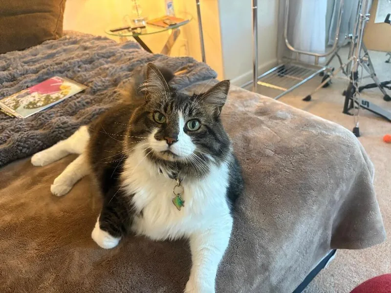 An adult medium-sized male Ragdoll cat named Archie for adoption in Oceanside, CA
