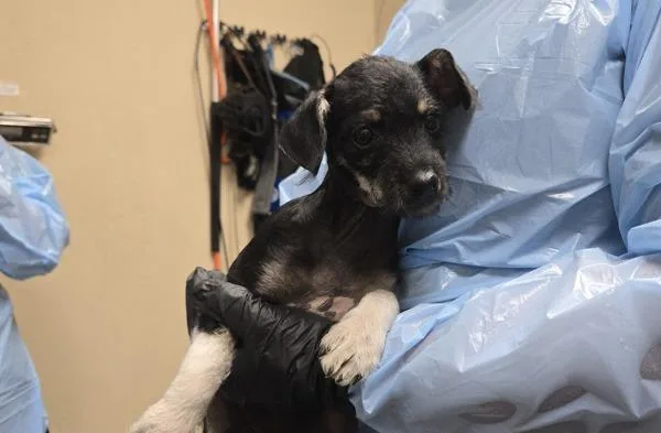A baby small-sized female Parson Russell Terrier dog named Lala for adoption in Oceanside, CA