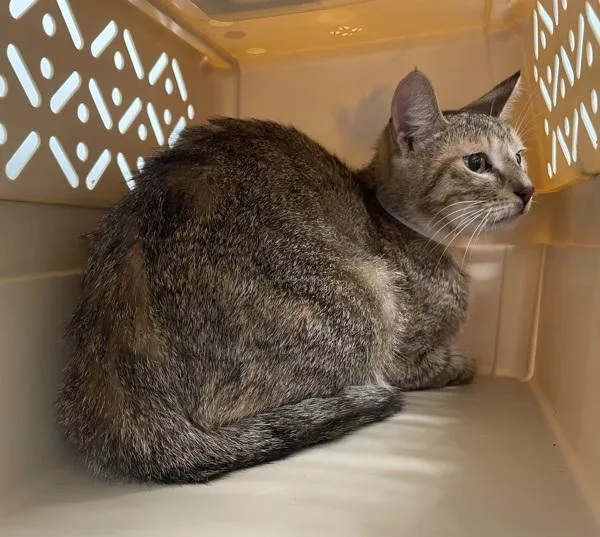 A young medium-sized female Domestic Short Hair cat named Ophelia for adoption in Ridgewood, NY
