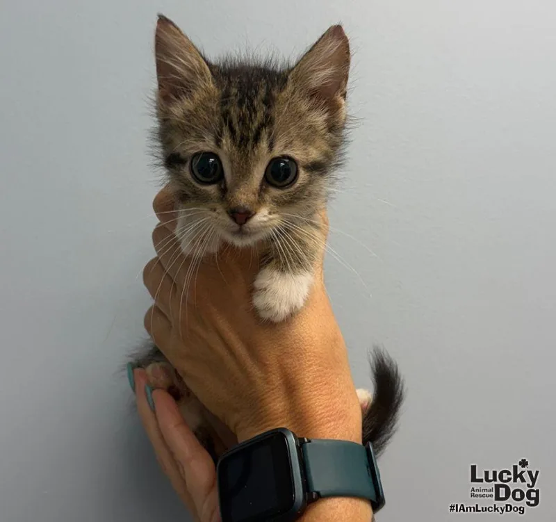 A baby medium-sized female Domestic Short Hair cat named Nirpawna for adoption in Washington, DC